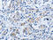 BPI Fold Containing Family B Member 3 antibody, CSB-PA578519, Cusabio, Immunohistochemistry frozen image 