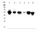 Fli-1 Proto-Oncogene, ETS Transcription Factor antibody, A00399, Boster Biological Technology, Western Blot image 