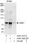 LIM Domains Containing 1 antibody, A303-181A, Bethyl Labs, Immunoprecipitation image 