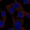 DAN Domain BMP Antagonist Family Member 5 antibody, HPA043493, Atlas Antibodies, Immunofluorescence image 