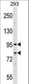 Sec23 Homolog A, Coat Complex II Component antibody, LS-B15667, Lifespan Biosciences, Western Blot image 