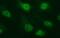 ETS Transcription Factor ERG antibody, MA5-26261, Invitrogen Antibodies, Immunocytochemistry image 