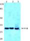 Tyrosine 3-Monooxygenase/Tryptophan 5-Monooxygenase Activation Protein Beta antibody, AP06765PU-N, Origene, Western Blot image 