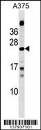 Methyl-CpG Binding Domain Protein 3 Like 1 antibody, 59-750, ProSci, Western Blot image 