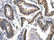 hK7 antibody, CSB-PA263929, Cusabio, Immunohistochemistry frozen image 