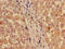 Ribosomal Protein L28 antibody, LS-C317443, Lifespan Biosciences, Immunohistochemistry paraffin image 