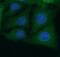 BAI1-associated protein 3 antibody, FNab00795, FineTest, Immunofluorescence image 