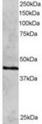 DNA repair protein RAD51 homolog 3 antibody, TA302837, Origene, Western Blot image 
