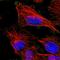Autophagy protein 5 antibody, HPA042973, Atlas Antibodies, Immunofluorescence image 