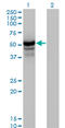HERP1 antibody, LS-C105087, Lifespan Biosciences, Western Blot image 
