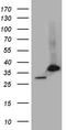 Proteasome subunit alpha type-7 antibody, TA810347S, Origene, Western Blot image 