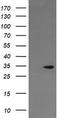 Leucine-rich repeat-containing G-protein coupled receptor 6 antibody, LS-C173950, Lifespan Biosciences, Western Blot image 