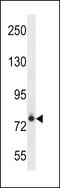 Fc Receptor Like 3 antibody, LS-C157748, Lifespan Biosciences, Western Blot image 