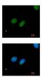 DNA repair protein XRCC4 antibody, ab97351, Abcam, Immunocytochemistry image 