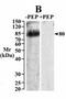 Sodium/glucose cotransporter 1 antibody, PA5-37937, Invitrogen Antibodies, Western Blot image 