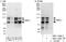 RAB, Member RAS Oncogene Family Like 6 antibody, NBP2-12806, Novus Biologicals, Immunoprecipitation image 
