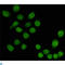 Transducin Beta Like 1 X-Linked antibody, LS-C814131, Lifespan Biosciences, Immunocytochemistry image 