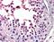 Fatty acid-binding protein, intestinal antibody, 45-561, ProSci, Immunohistochemistry frozen image 