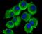 Microsomal Glutathione S-Transferase 3 antibody, NBP2-75572, Novus Biologicals, Immunocytochemistry image 