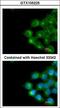 Phospholipid Scramblase 1 antibody, LS-C185695, Lifespan Biosciences, Immunocytochemistry image 