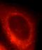 HSPA9 antibody, FNab03661, FineTest, Immunofluorescence image 