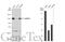 Caspase Recruitment Domain Family Member 10 antibody, GTX111222, GeneTex, Western Blot image 