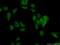 Chromobox 1 antibody, 10241-2-AP, Proteintech Group, Immunofluorescence image 