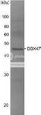 DEAD-Box Helicase 47 antibody, 70-455, BioAcademia Inc, Western Blot image 