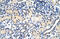 Zinc finger protein 271 antibody, 28-360, ProSci, Immunohistochemistry paraffin image 