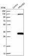 Protein prune homolog 2 antibody, NBP1-89336, Novus Biologicals, Western Blot image 
