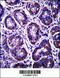 RIB43A Domain With Coiled-Coils 2 antibody, 57-136, ProSci, Immunohistochemistry frozen image 