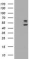 PHD Finger Protein 21B antibody, NBP2-00960, Novus Biologicals, Western Blot image 