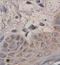 Neuronal protein 3.1 antibody, orb77447, Biorbyt, Immunohistochemistry paraffin image 