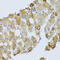 BCL2 Interacting Protein 3 antibody, 19-791, ProSci, Immunohistochemistry paraffin image 