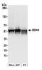 DEAD-Box Helicase 6 antibody, NB200-192, Novus Biologicals, Western Blot image 