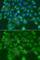 Cystatin-SN antibody, A6570, ABclonal Technology, Immunofluorescence image 