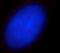Centromere Protein J antibody, FNab01587, FineTest, Immunofluorescence image 