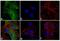 ISG56 antibody, PA3-848, Invitrogen Antibodies, Immunofluorescence image 