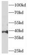 Phosphatidylinositol Glycan Anchor Biosynthesis Class A antibody, FNab06438, FineTest, Western Blot image 