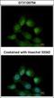 Coiled-Coil Domain Containing 14 antibody, GTX120754, GeneTex, Immunocytochemistry image 