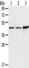 PP17 antibody, TA350509, Origene, Western Blot image 