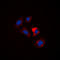 Extra Spindle Pole Bodies Like 1, Separase antibody, abx121903, Abbexa, Western Blot image 