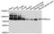 Protein Kinase C antibody, TA326807, Origene, Western Blot image 