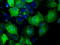 Nucleoredoxin Like 2 antibody, LS-C115288, Lifespan Biosciences, Immunofluorescence image 