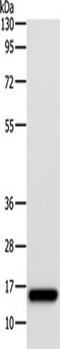 AP2S1 antibody, TA349475, Origene, Western Blot image 