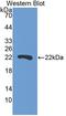 Suprabasin antibody, LS-C373560, Lifespan Biosciences, Western Blot image 
