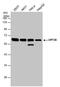 UPF3B Regulator Of Nonsense Mediated MRNA Decay antibody, PA5-78562, Invitrogen Antibodies, Western Blot image 