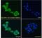 Low Density Lipoprotein Receptor Adaptor Protein 1 antibody, PA1-9008, Invitrogen Antibodies, Immunofluorescence image 