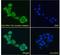 Low Density Lipoprotein Receptor Adaptor Protein 1 antibody, LS-C20125, Lifespan Biosciences, Immunofluorescence image 