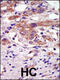 Ribosomal Protein S6 Kinase A6 antibody, 63-301, ProSci, Immunofluorescence image 